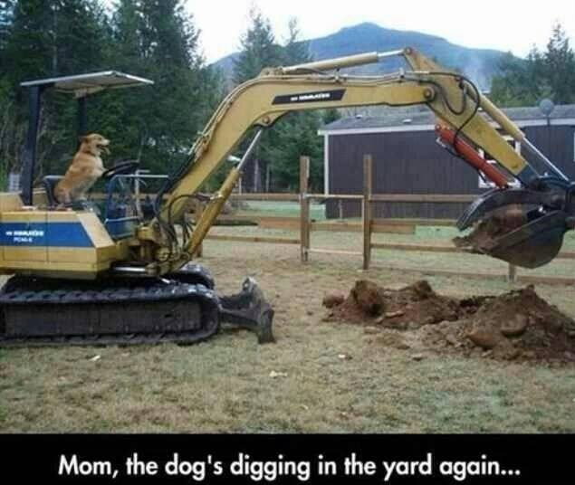 dog, digging, machine.jpg