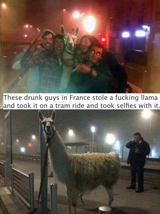 lama, crazy, drunk, happy llama.jpg