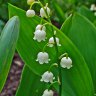 LilyoftheValley